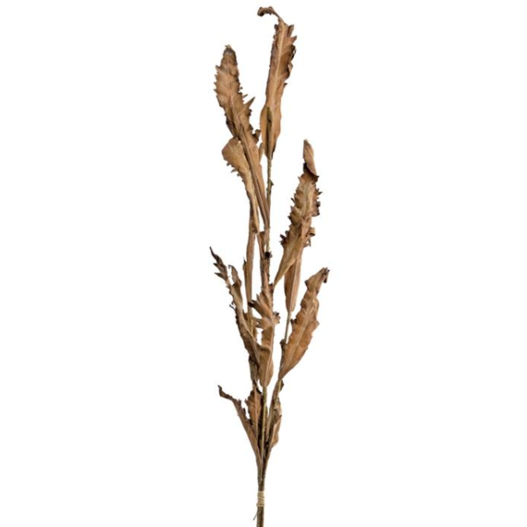 Beige Dried Acanthus Bundle