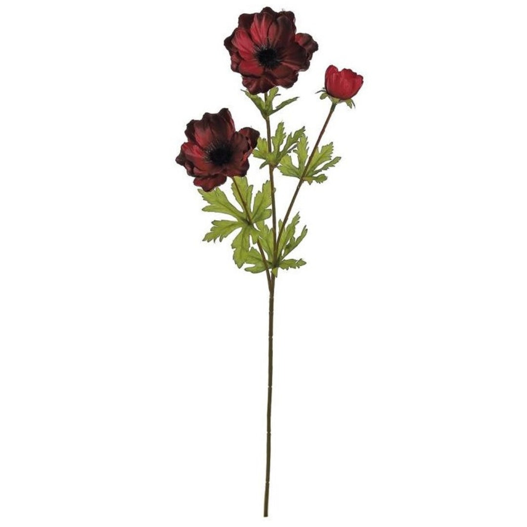 Burgundy Anemone Blooms