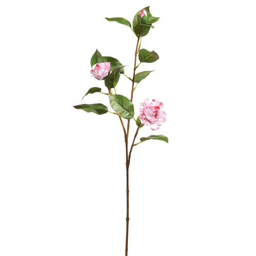 Peppermint Camellia Spray