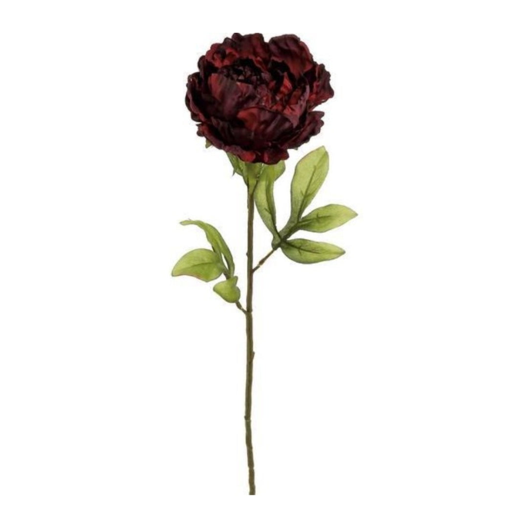 Burgundy Abundance Peony