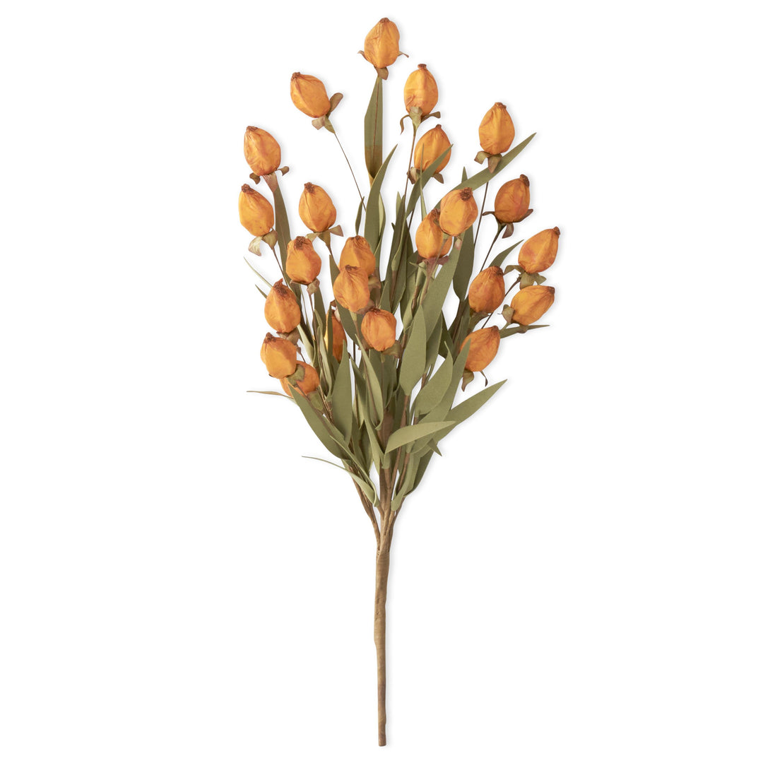 Orange Chinese Lantern Bush