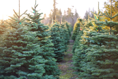 Christmas Tree Traditions