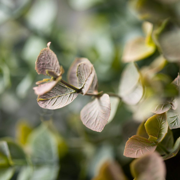 Two Tone Eucalyptus Bushes