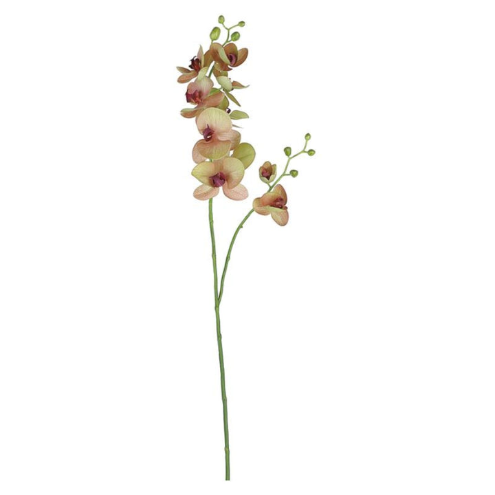 Mauve &amp; Green Phalaenopsis Orchid Spray