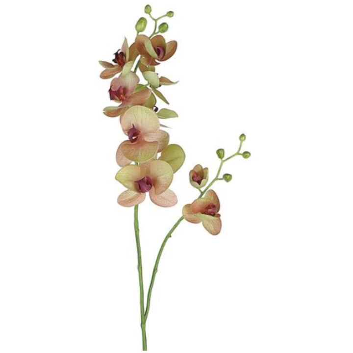 Mauve &amp; Green Phalaenopsis Orchid Spray