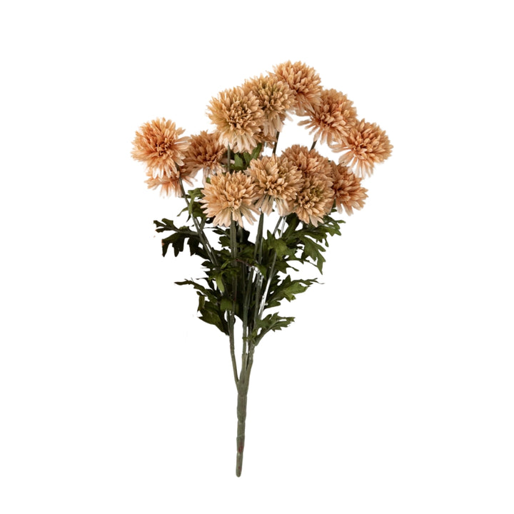 Straw Flower Bush