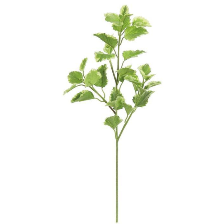 Varigated Hybrid Mint Spray