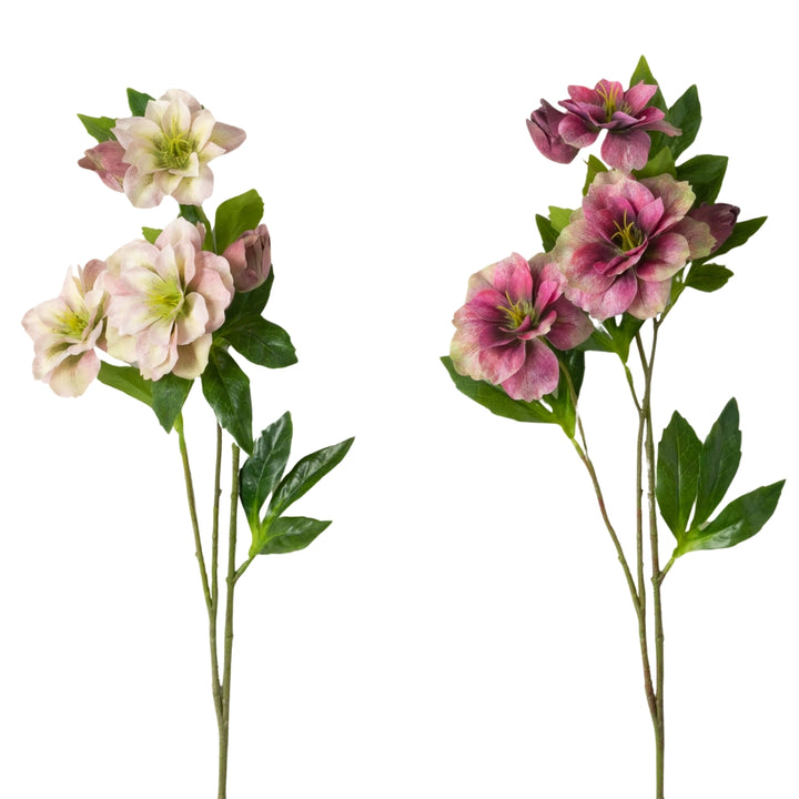 Freshcut Helleborus Spray