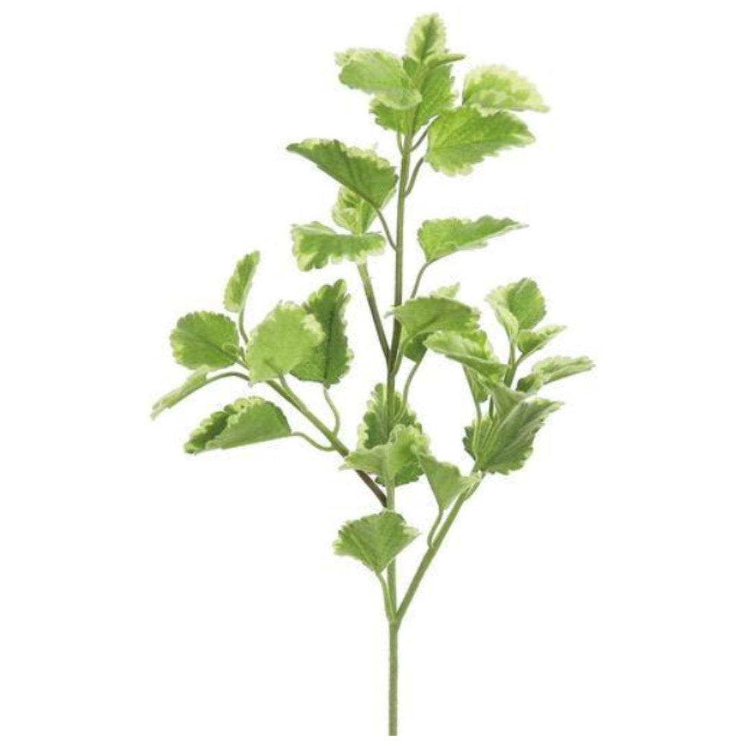 Varigated Hybrid Mint Spray
