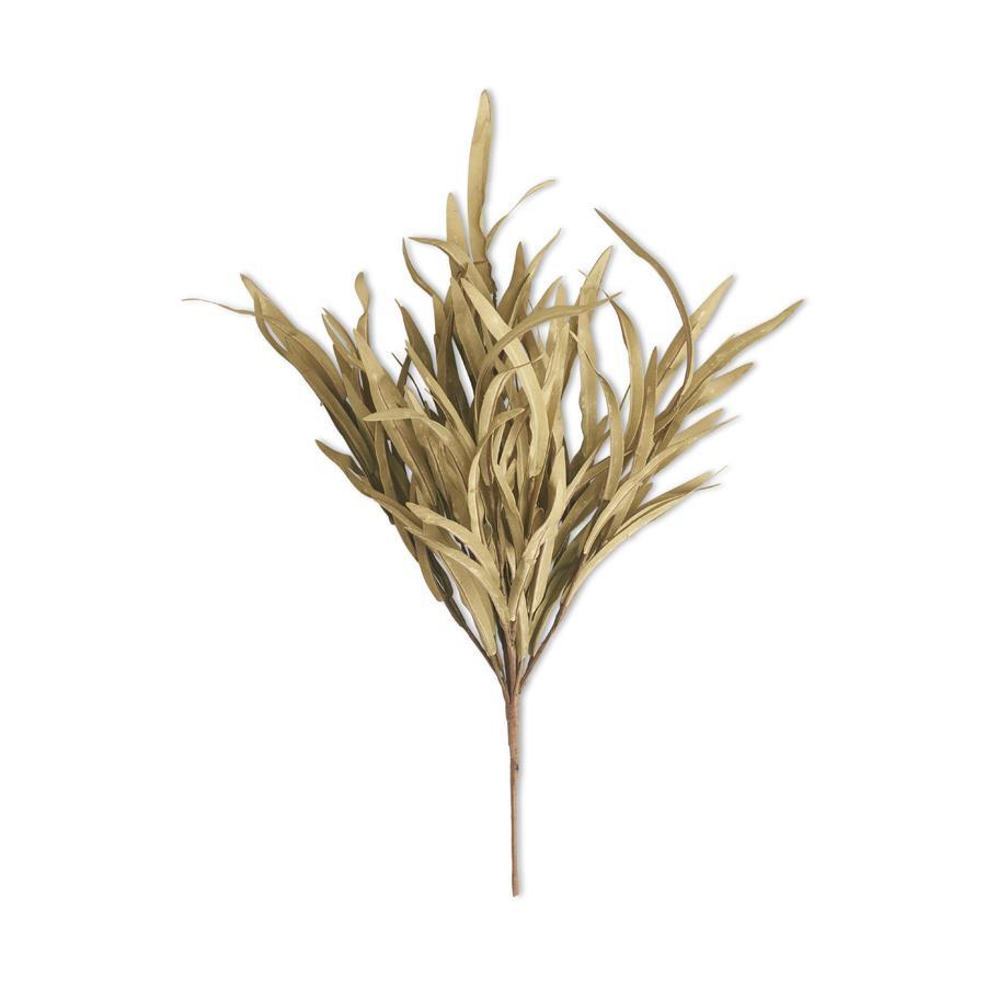 Olive Eva Grass Bush
