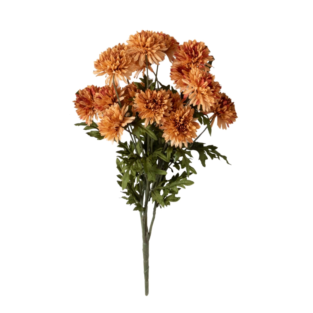 Straw Flower Bush
