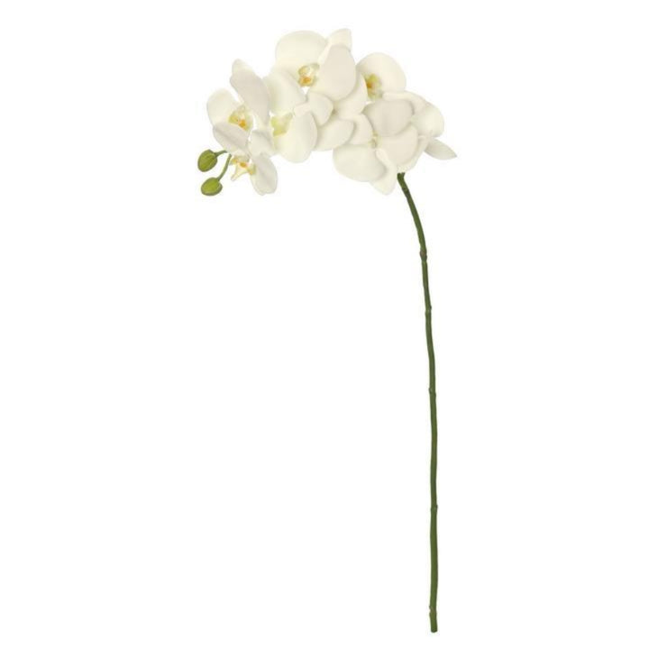 Cream Phalaenopsis Orchid