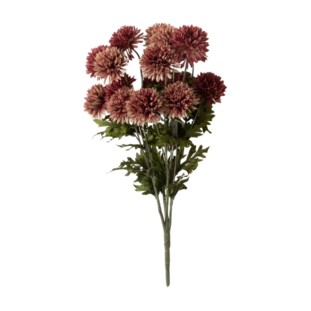 Straw Flower Bush