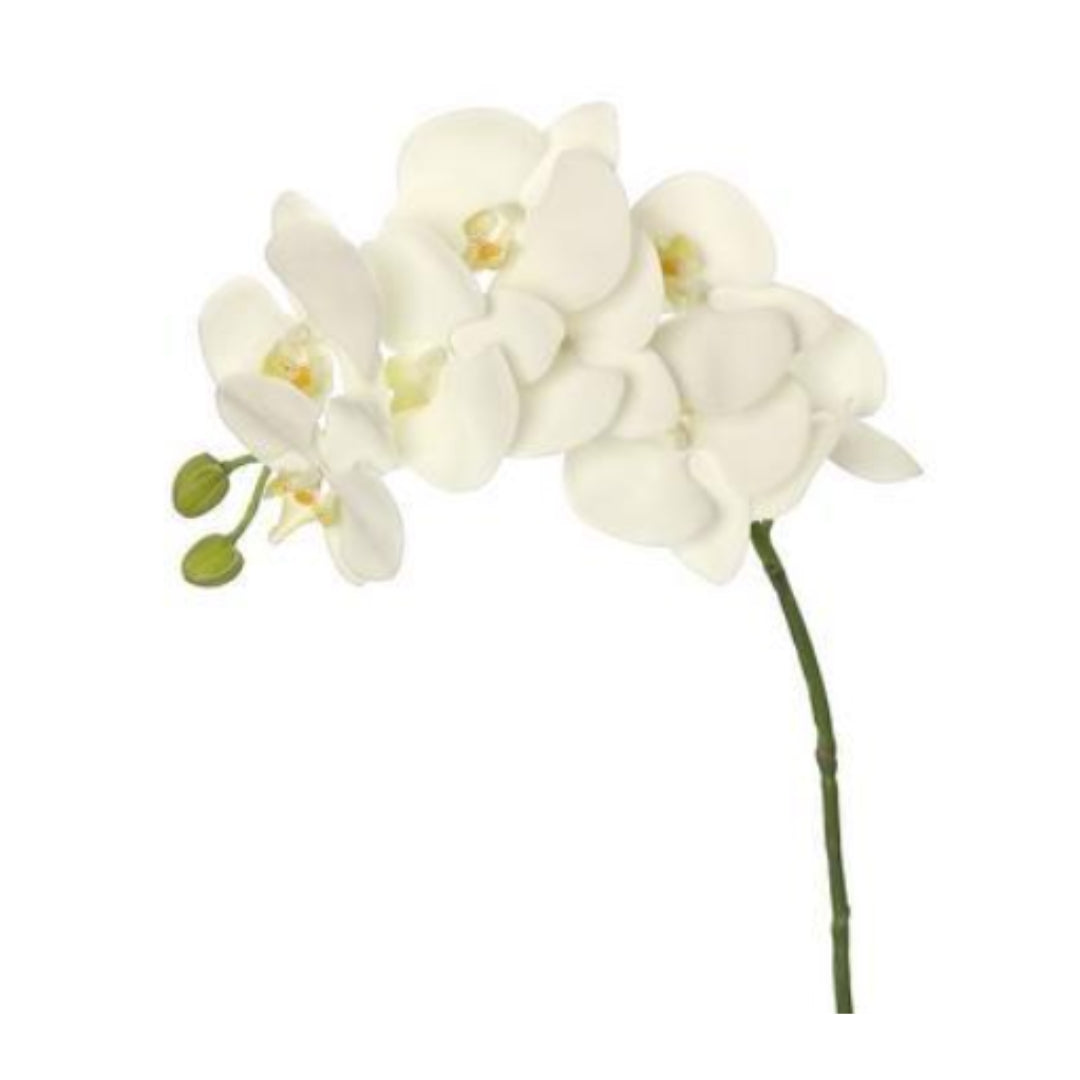 Cream Phalaenopsis Orchid