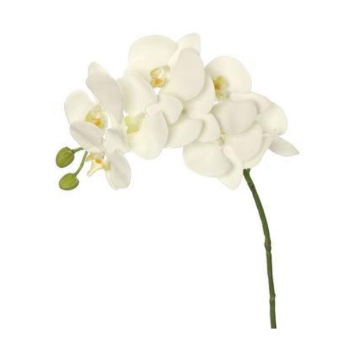 Cream Phalaenopsis Orchid