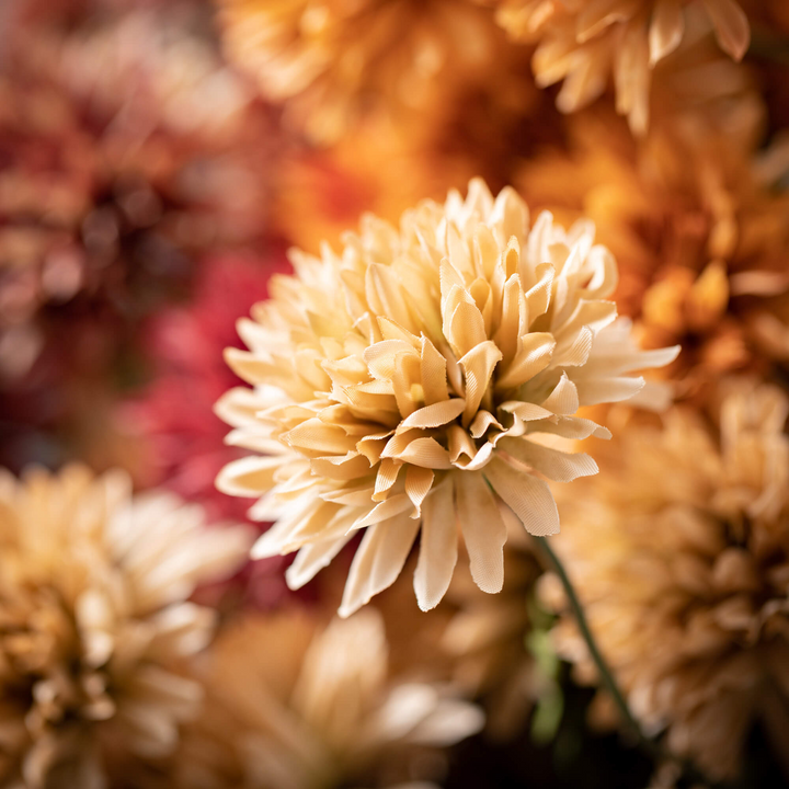 Straw Flower Bush