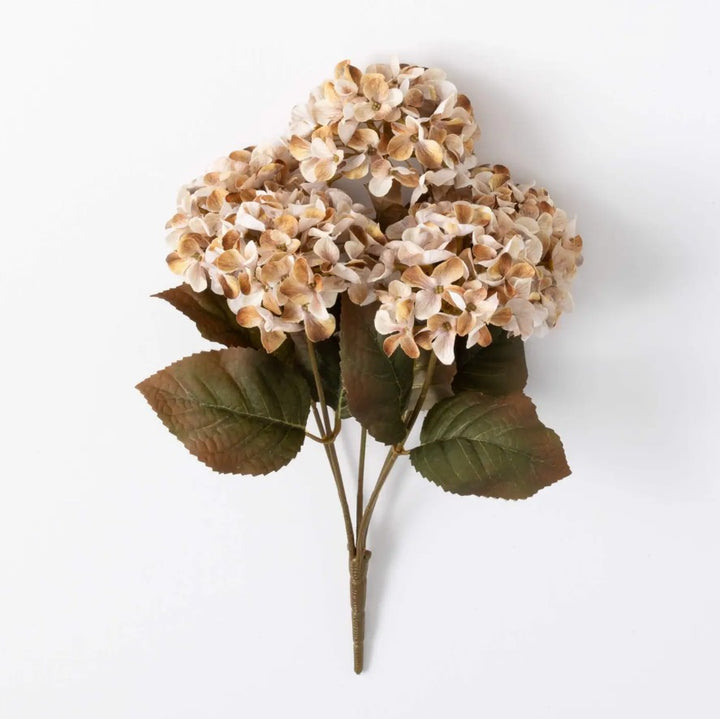 Cream Hydrangea Bush