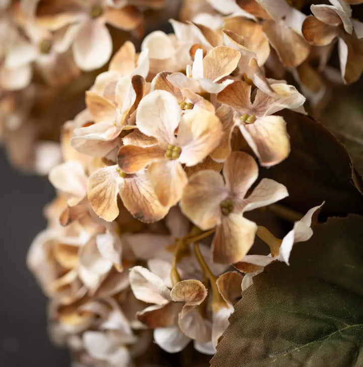 Cream Hydrangea Bush