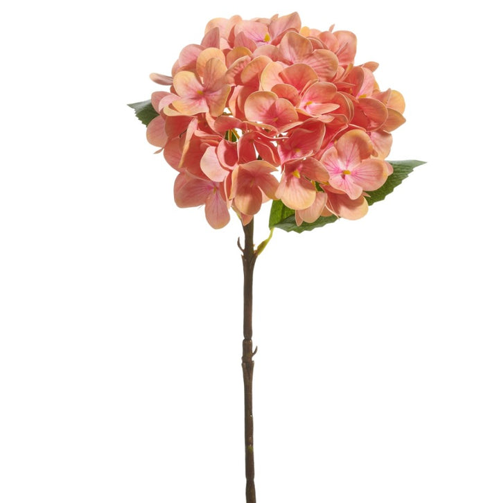 Coral Hydrangea Stem