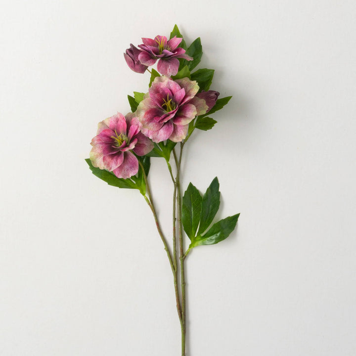 Freshcut Helleborus Spray