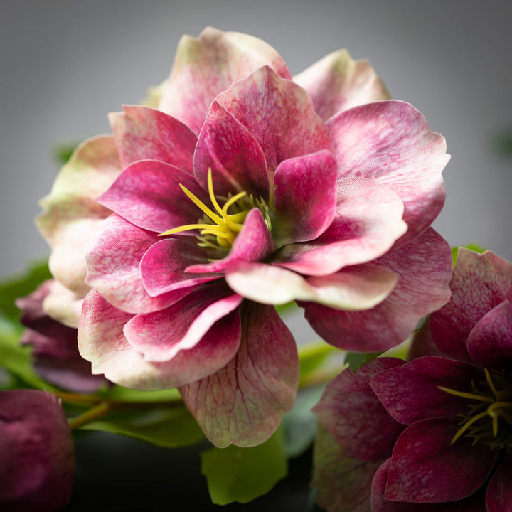 Freshcut Helleborus Spray