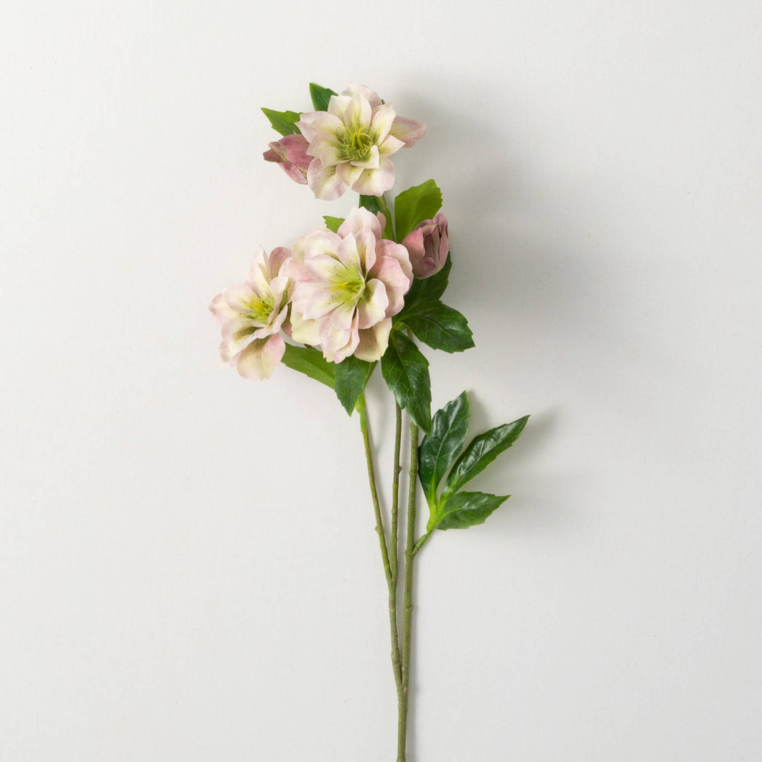 Freshcut Helleborus Spray