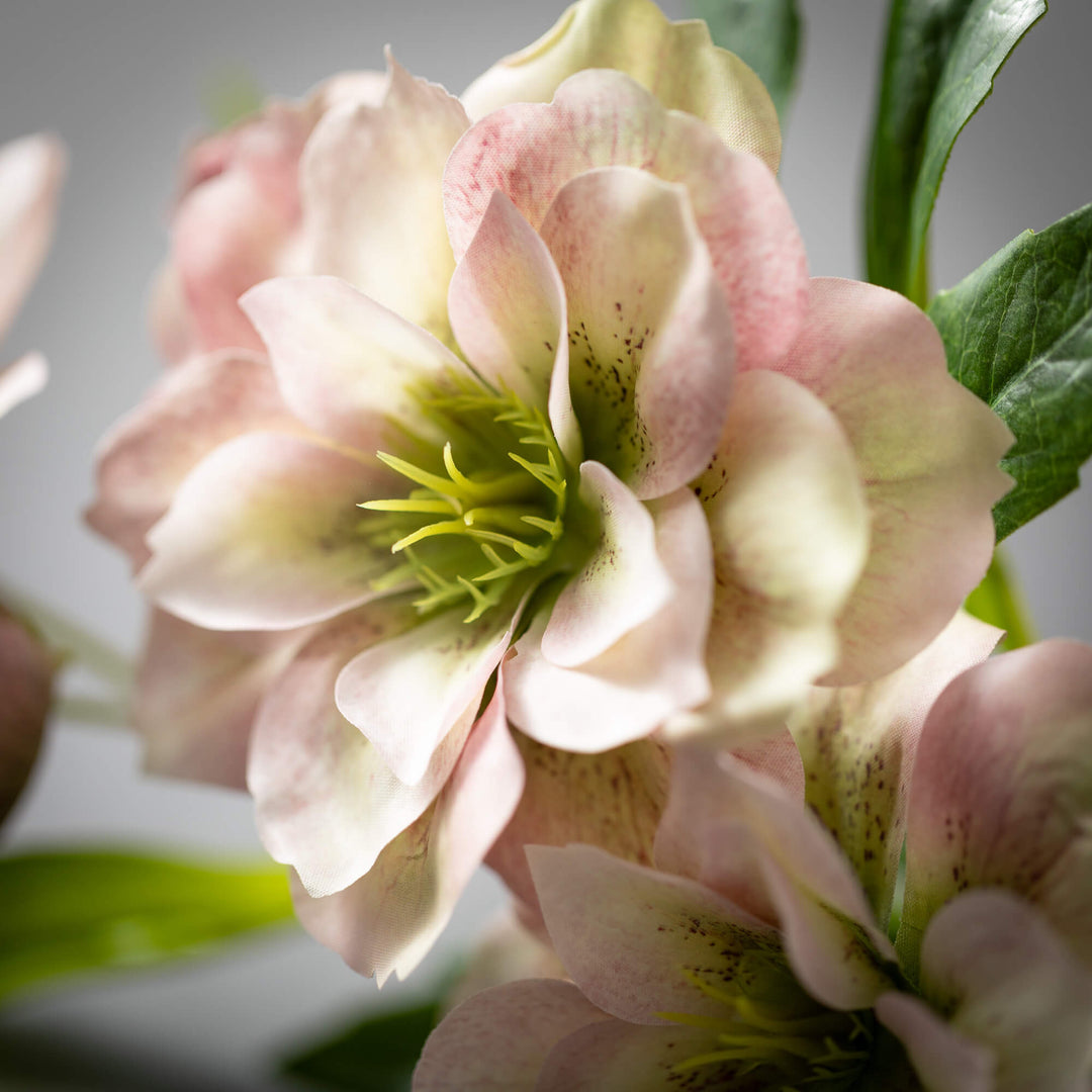 Freshcut Helleborus Spray