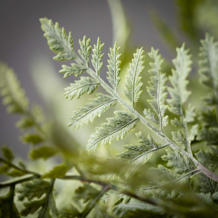 Green Fern Bushes