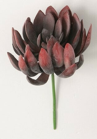 Echeveria Succulent