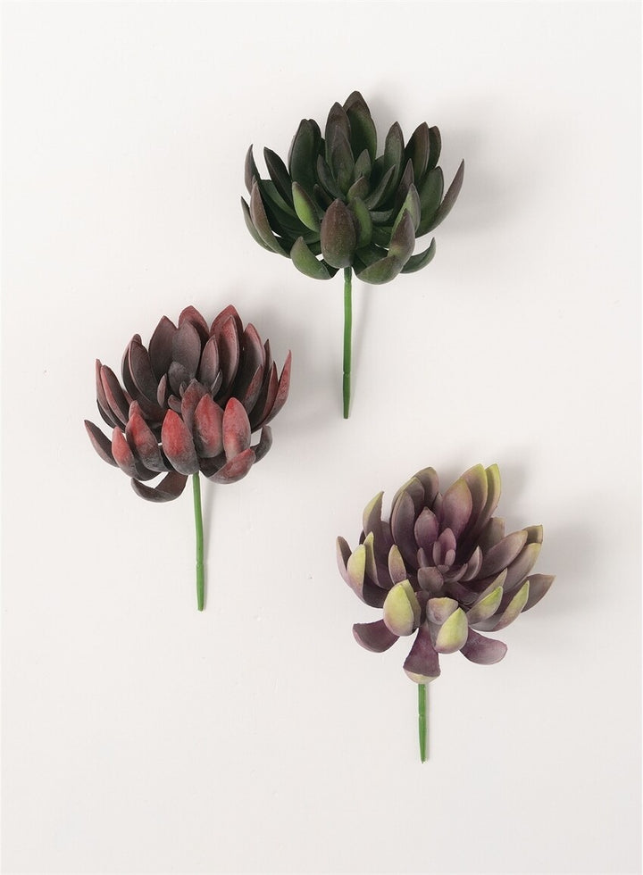 Echeveria Succulent