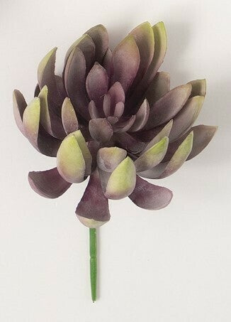 Echeveria Succulent