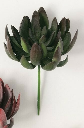 Echeveria Succulent
