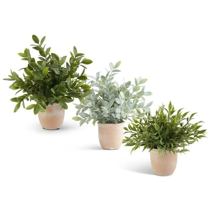 Herbs In Terracotta Pot