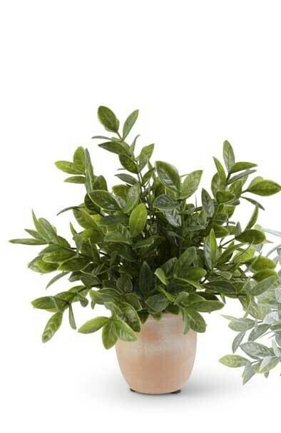 Herbs In Terracotta Pot