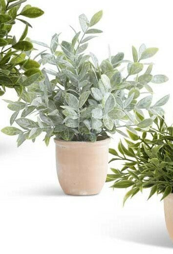 Herbs In Terracotta Pot
