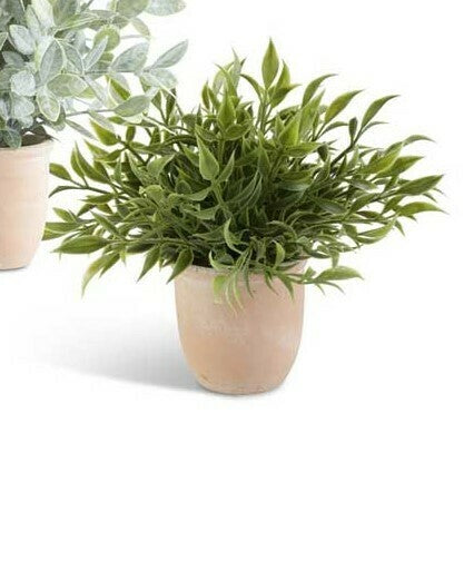 Herbs In Terracotta Pot