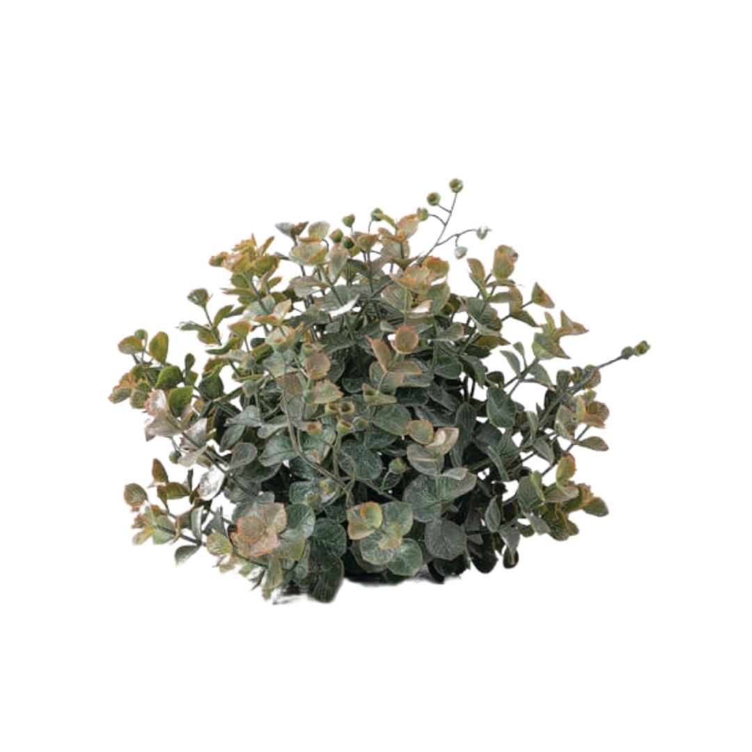 Eucalyptus Orb
