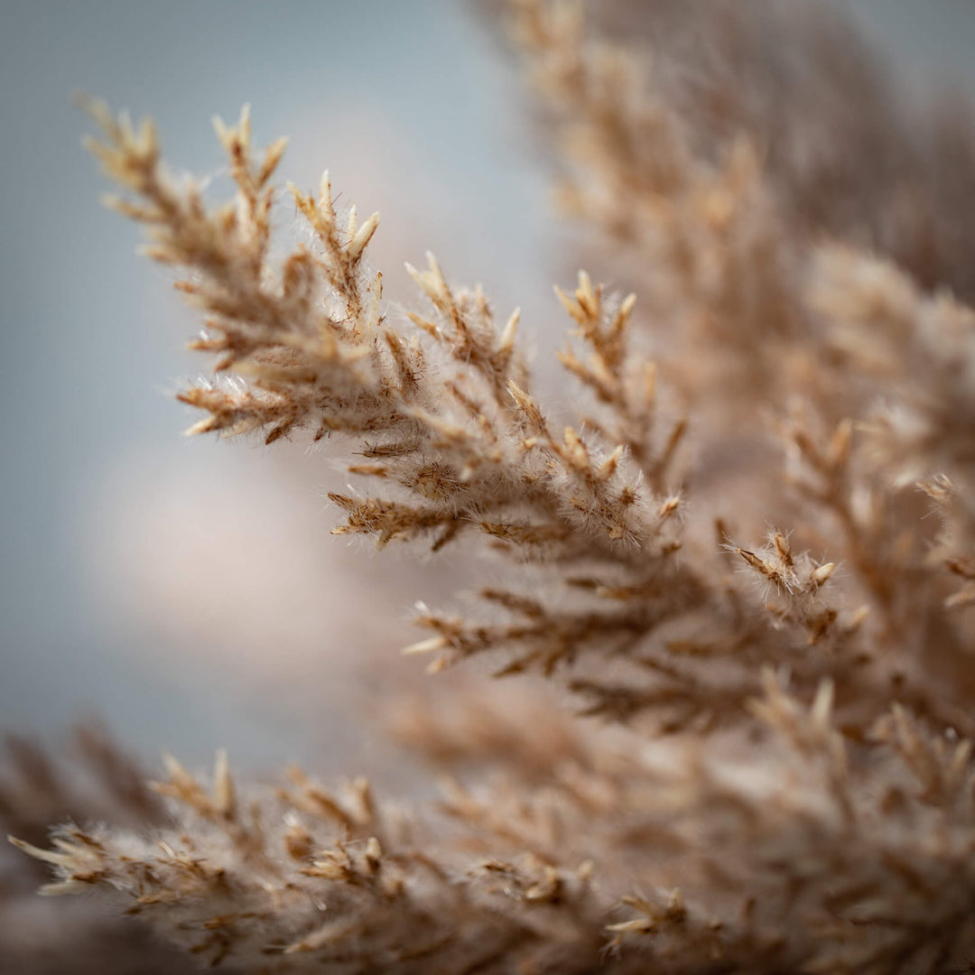Pampas Grass Bush Bundles