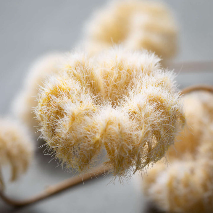 Faux Dried Cream Pods