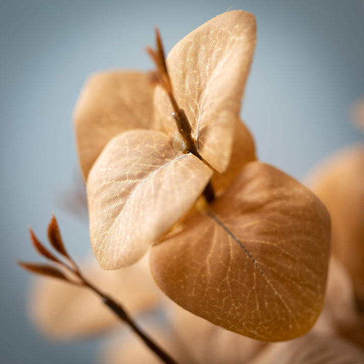 Amber Silver Dollar Eucalyptus Stem