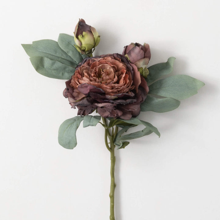 Purple Dried Peony Stem