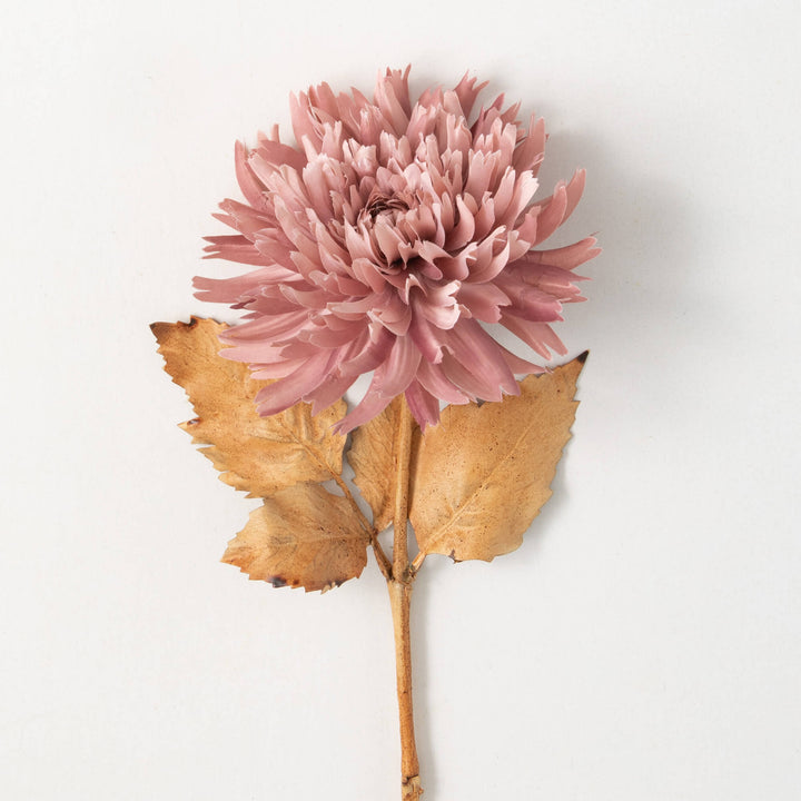 Blooming Pink Dahlia Stem
