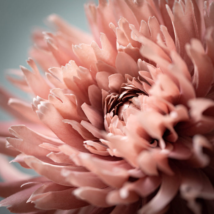 Blooming Pink Dahlia Stem