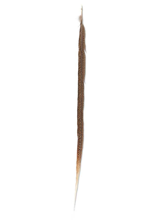 Golden Tail Feather